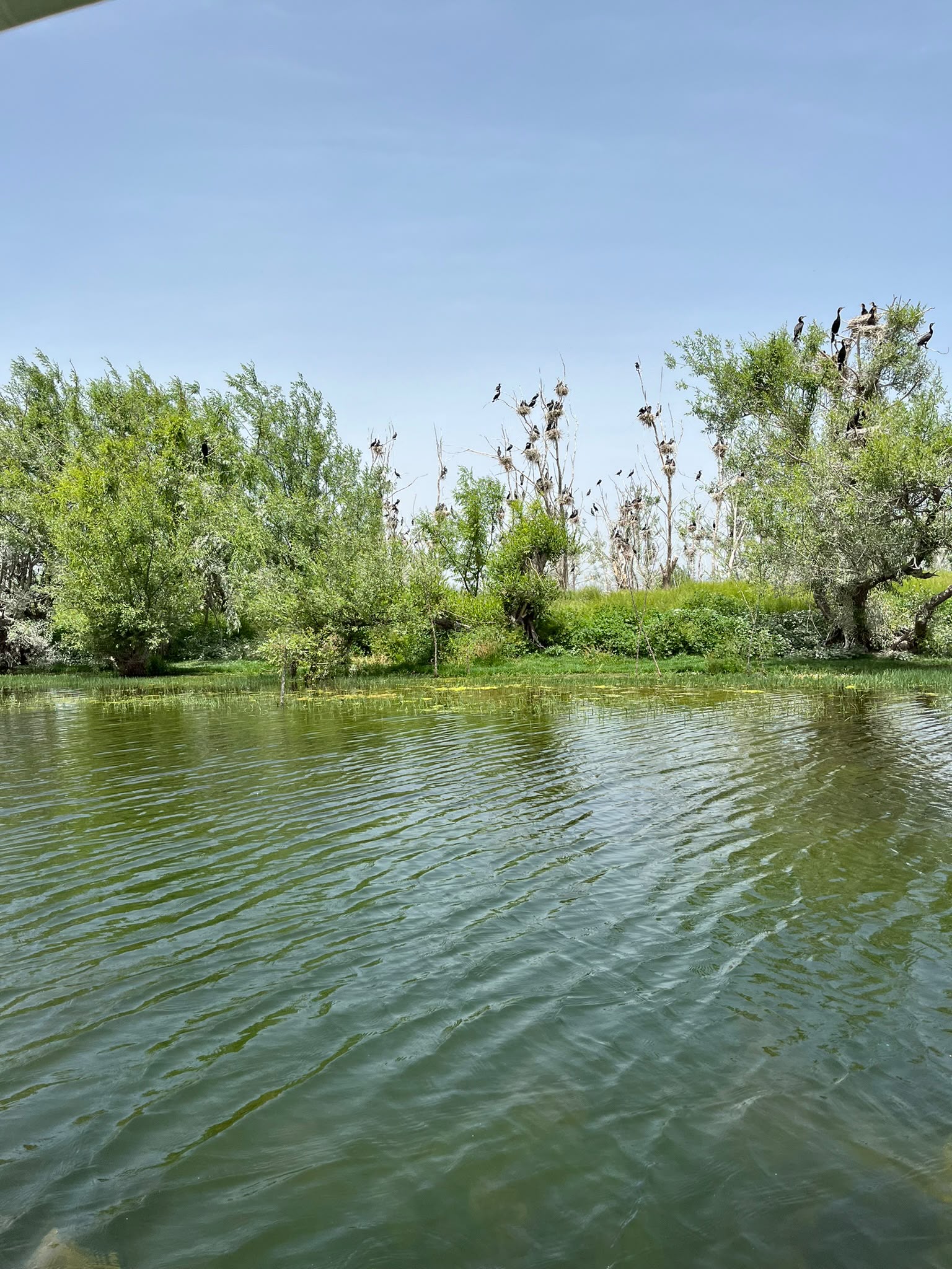 Işıklı Gölü nilüfer tekne turu fotoğraf 4