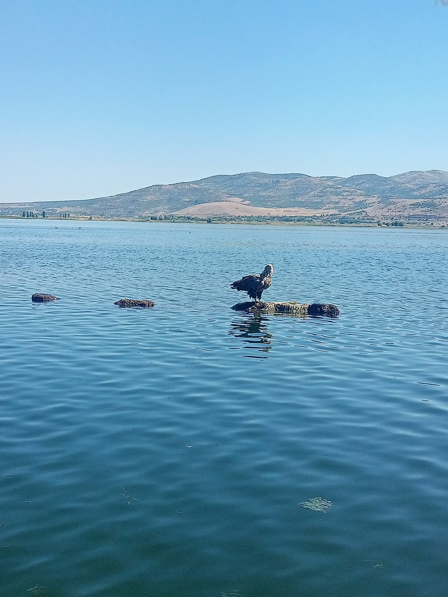 Işıklı Gölü nilüfer tekne turu fotoğraf 6